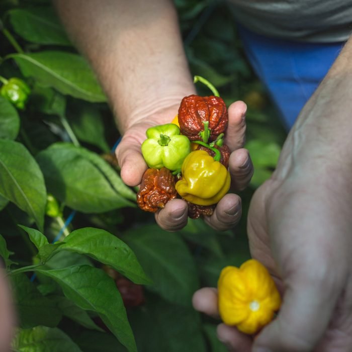 70063111_516270872503173_1590337905886237048_n